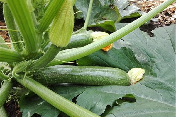 Courgette De Zwanenberg Webshop