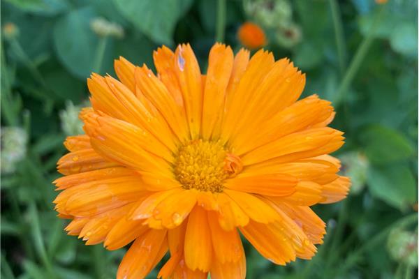 Eetbare bloemen Verse kruiden Webshop