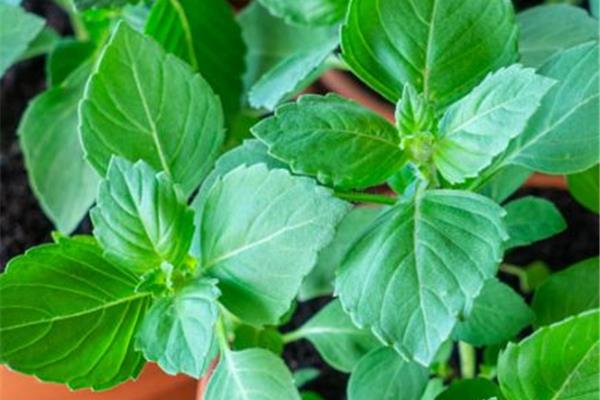 Heilige basilicum Verse kruiden Webshop