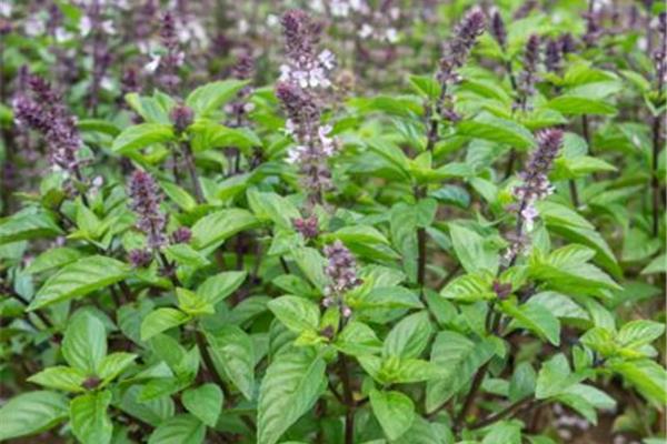 kaneelbasilicum Verse kruiden Webshop