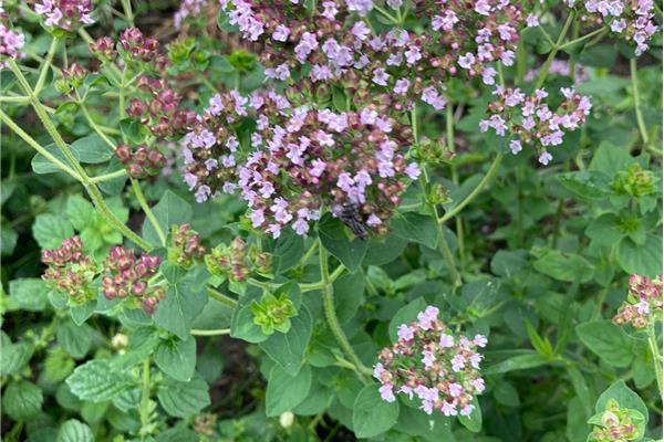 Oregano Producten in de kijker Webshop