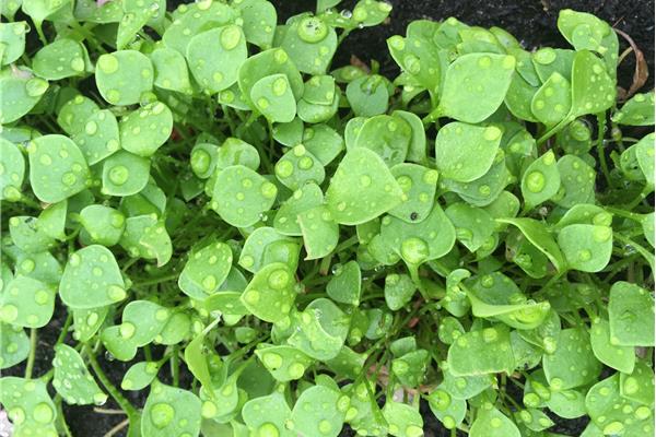 Winterpostelein Producten in de kijker Webshop