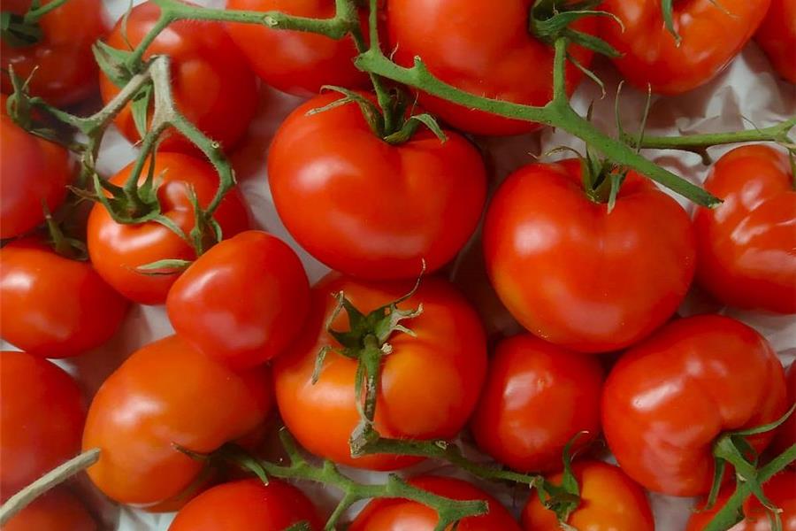 trostomaten Producten in de kijker Webshop
