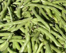 Tuinboon Kempengoud Webshop