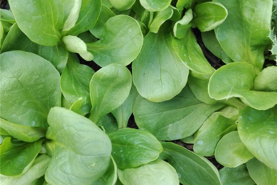 Veldsla Producten in de kijker Webshop