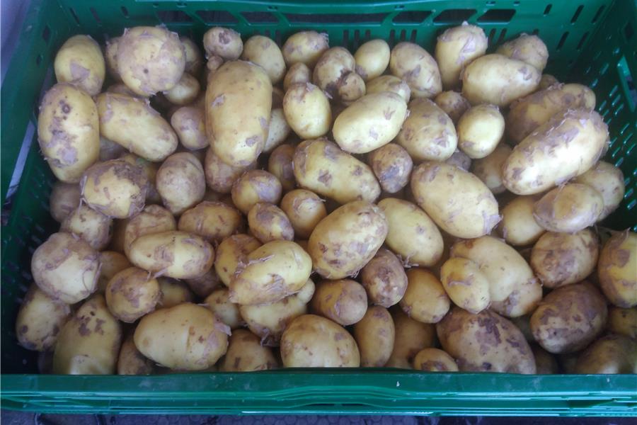 Nieuwe Aardappelen Twinner  2 kg groenten  - CoopSaam Essen