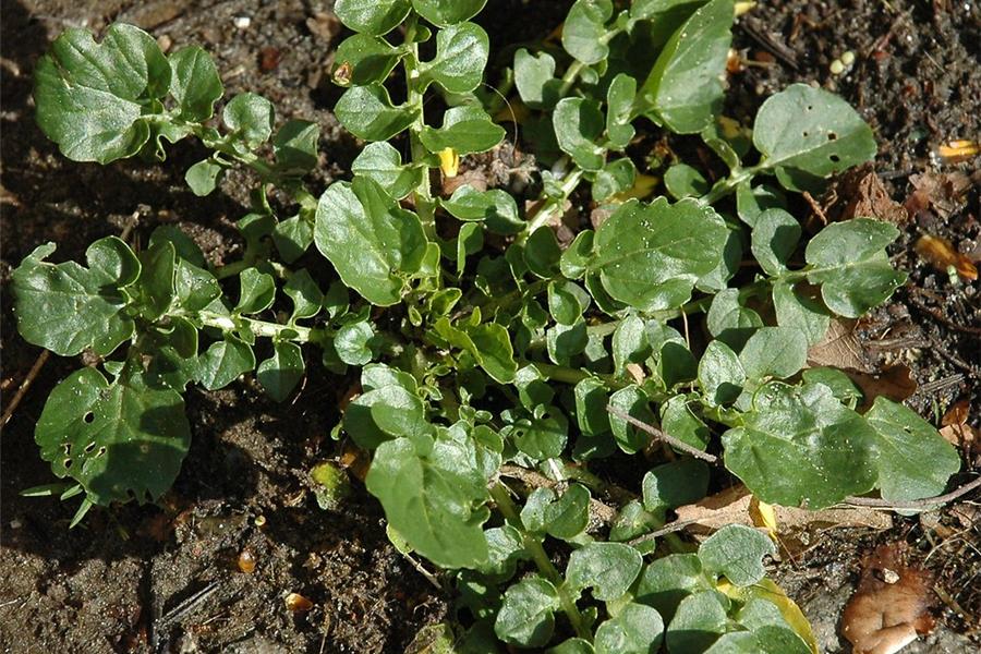 Winterkers (barbarakruid) Producten in de kijker Webshop