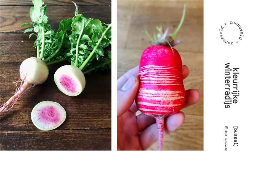 Kleurrijke winterradijs groenten - CoopSaam Essen