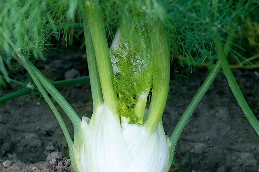 Venkel met loof De Zwanenberg Webshop