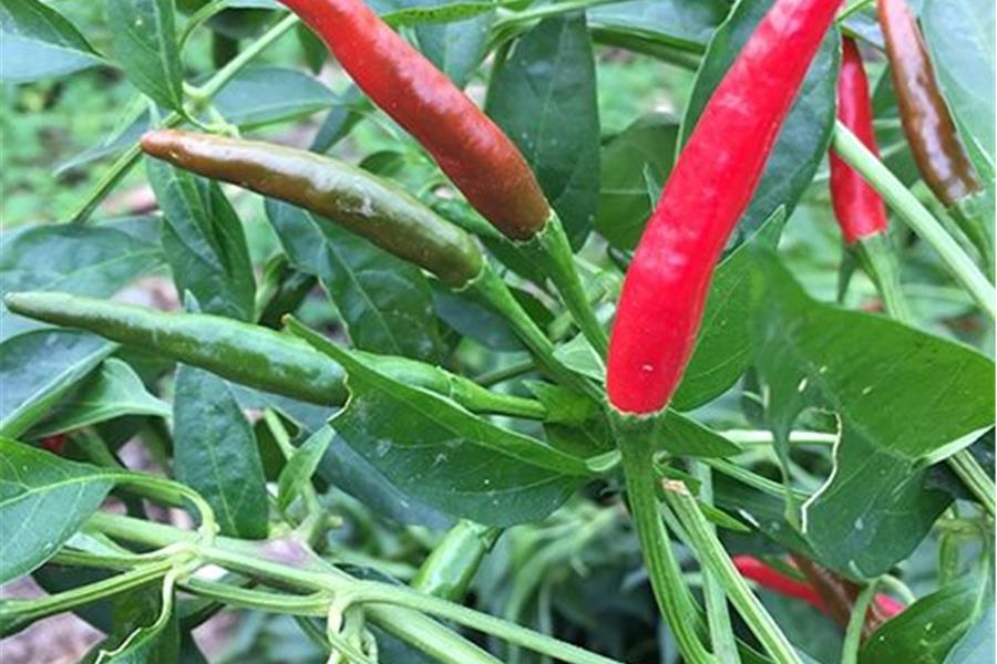 Chilipepertjes (groen) groenten  - CoopSaam Essen