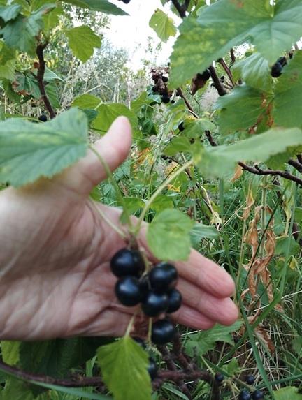 zwarte bessen/cassis (DIEPGEVROREN) Producten in de kijker Webshop