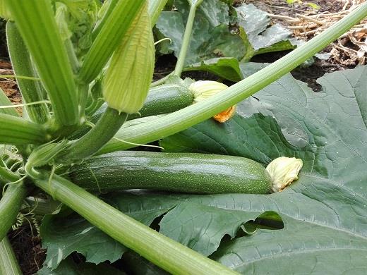 Courgette De Zwanenberg Webshop