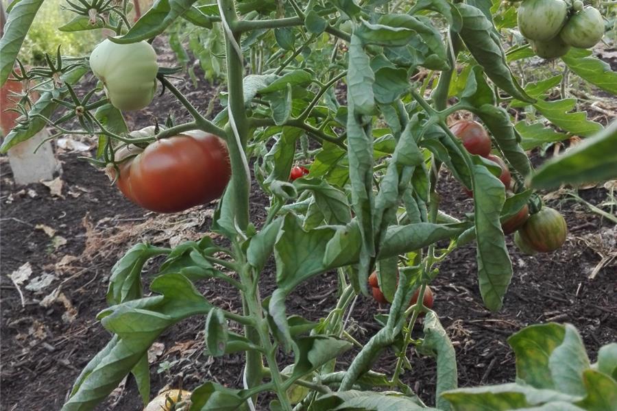 Mix van grote tomaten (800gr) groenten  - CoopSaam Essen