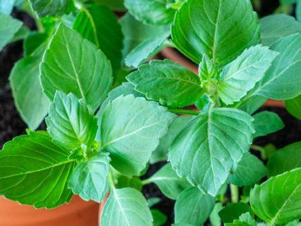 Heilige basilicum kruiden en specerijen  - CoopSaam Essen