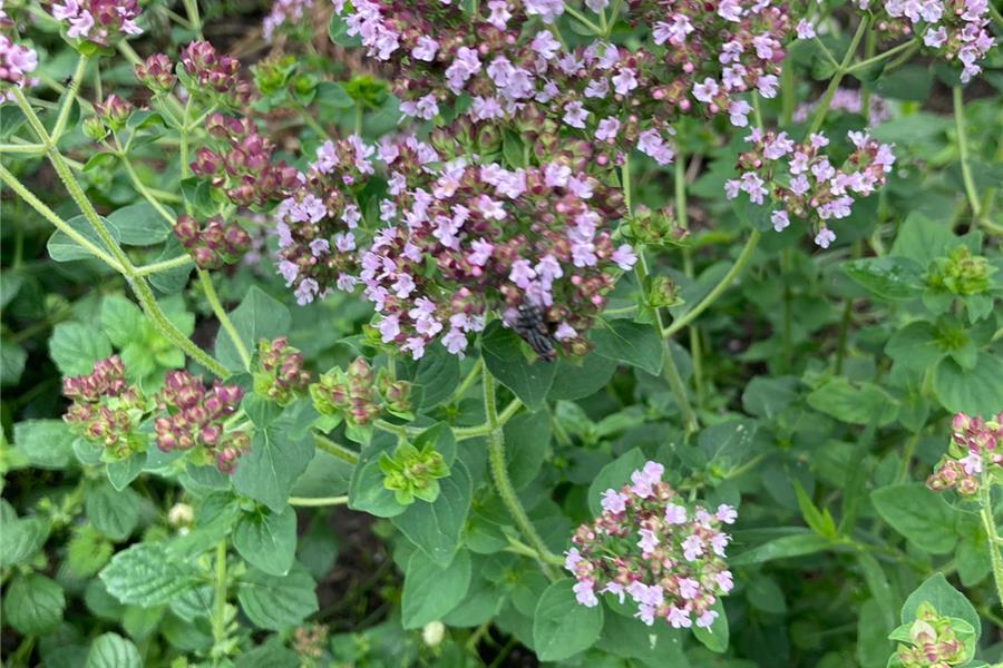 Oregano Producten in de kijker Webshop