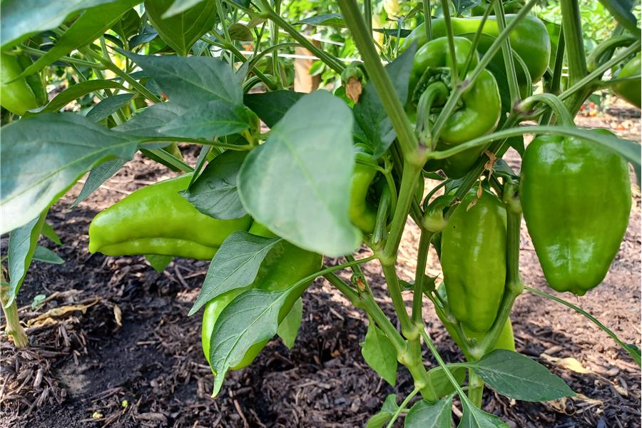 Paprikamix  (300gr) Producten in de kijker Webshop